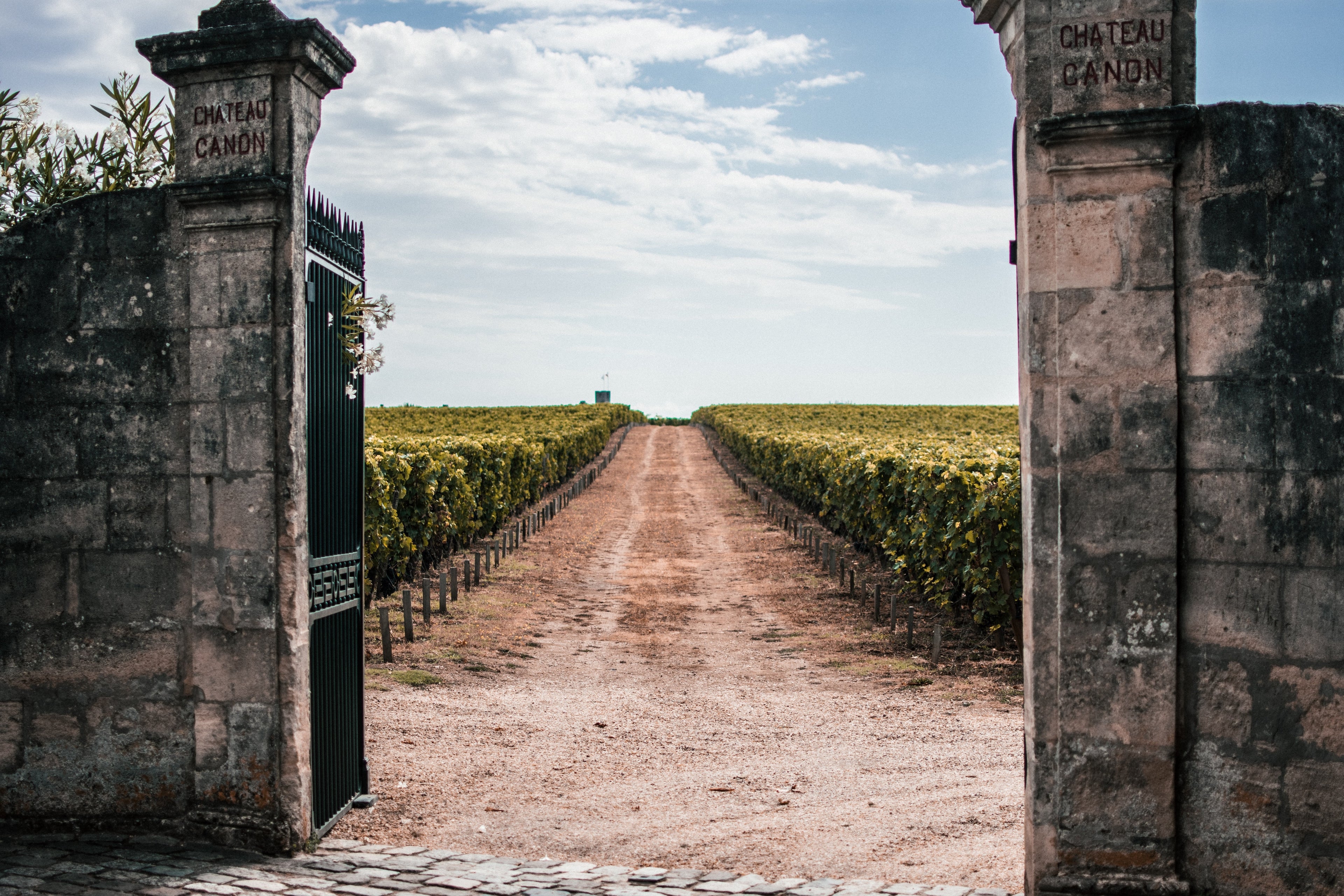 Wine vineyard